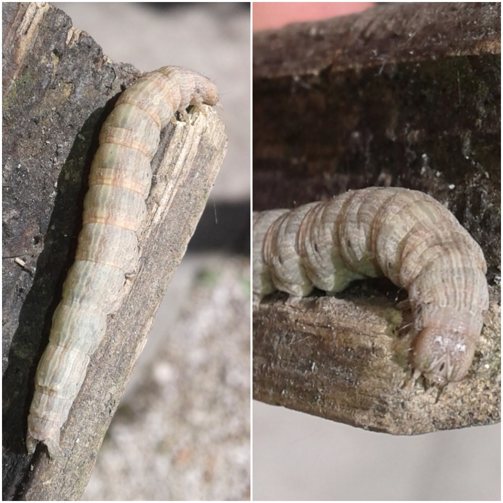 Dysgonia cfr. torrida (Erebidae)